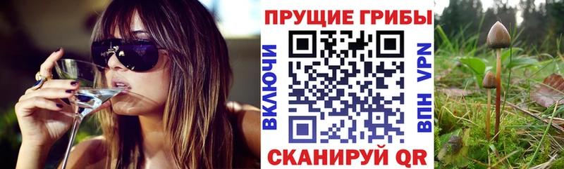 Галлюциногенные грибы Psilocybe  Сим 